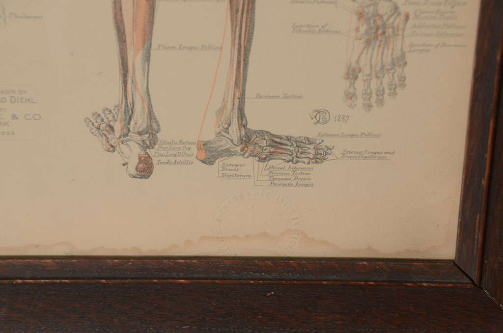 Pair of Framed Anatomical Charts 4