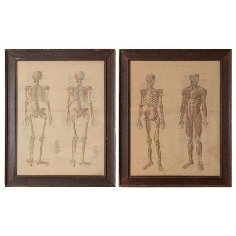Pair of Framed Anatomical Charts