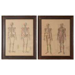 Pair of Framed Anatomical Charts