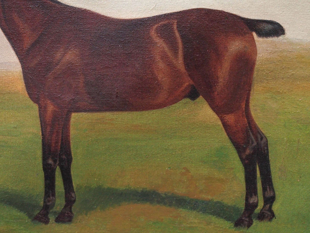 bob tail horse