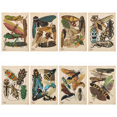 E.A. Seguy "Insectes" Folio Set of Eight Plates (Pochoirs in Color)