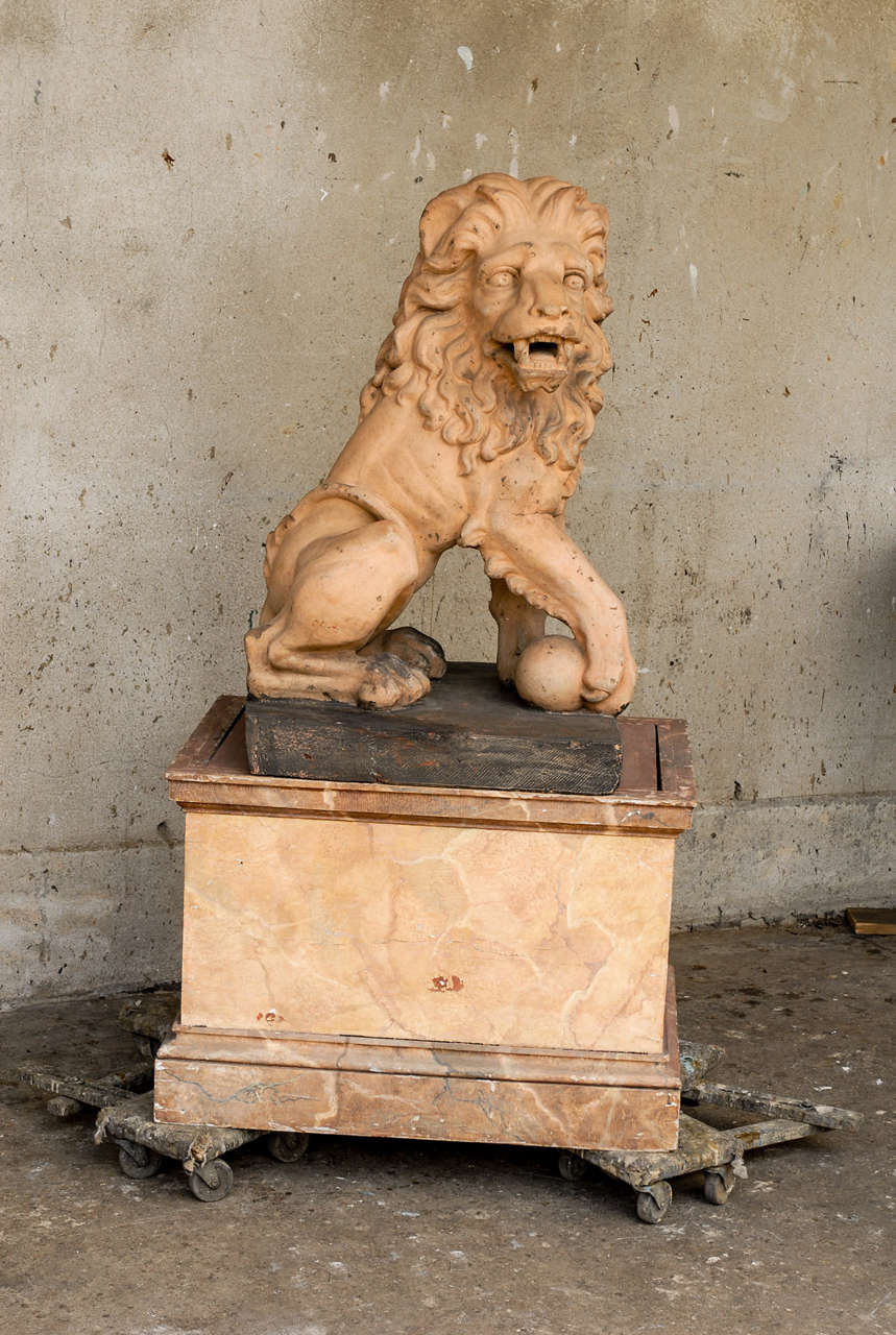 Un exquis et très expressif Lion en terre cuite italien du 19ème siècle sur une base en bois marbré, avec la pose traditionnelle tenant la patte droite au-dessus d'une sphère. De merveilleux détails.