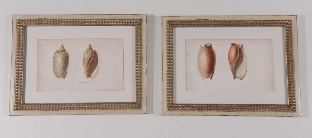 18th century hand colored shell prints framed with museum glass. Some foxing due to age.