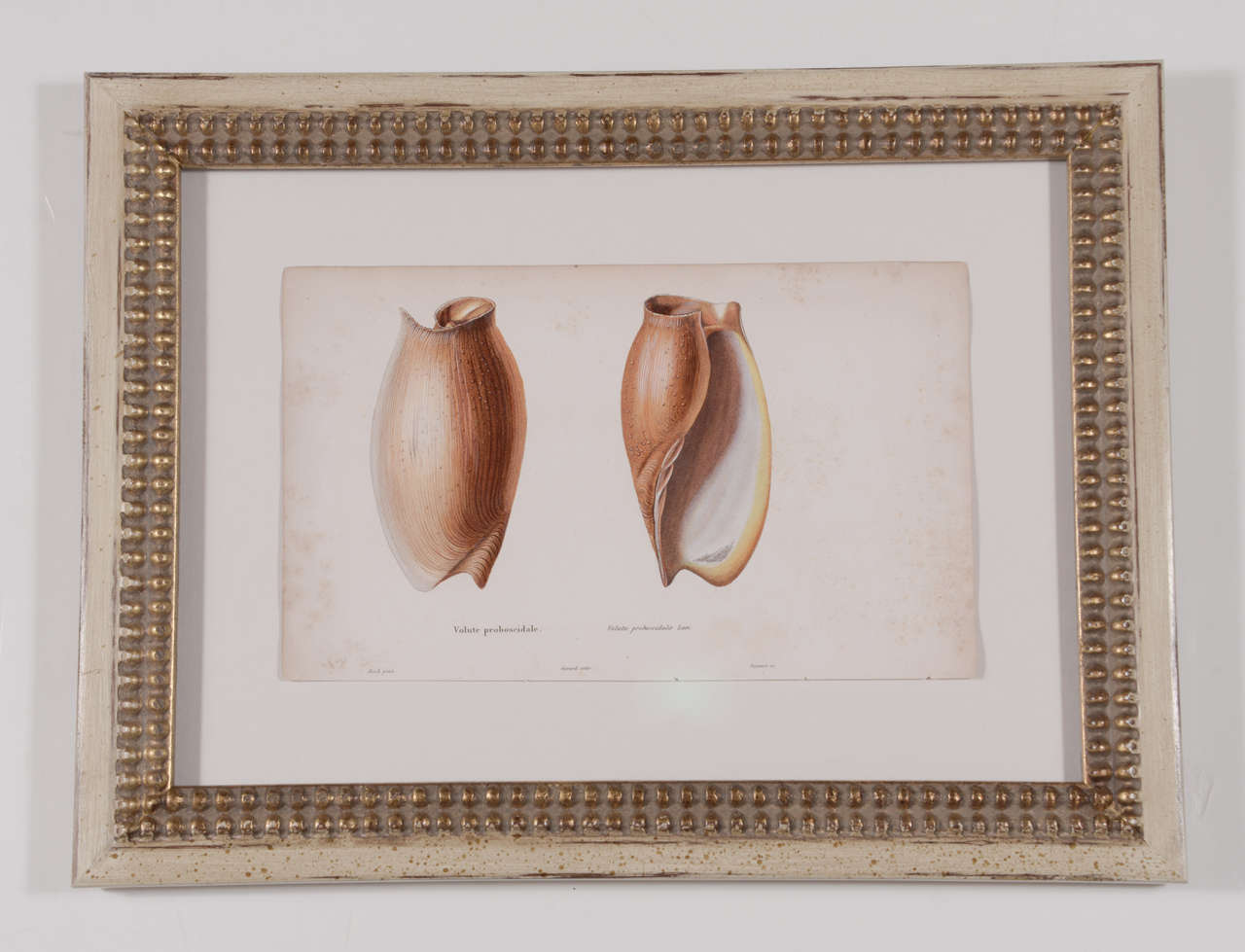 18th Century Hand Colored Shell Engravings In Good Condition In Houston, TX