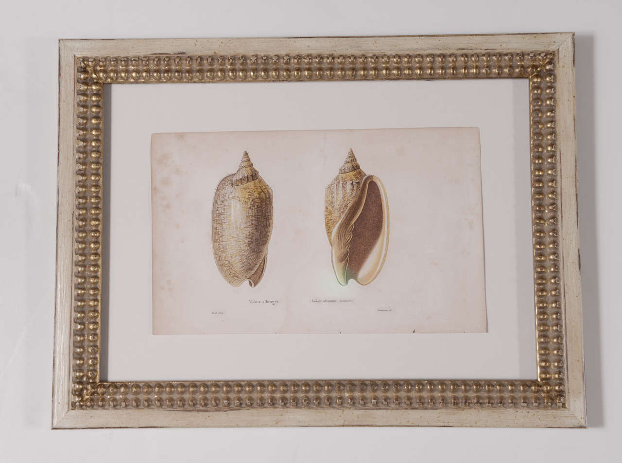 18th Century Hand Colored Shell Engravings 1