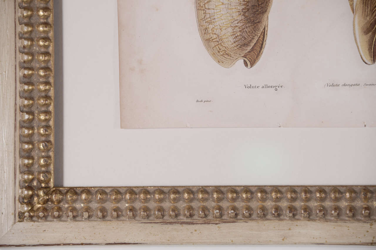 18th Century Hand Colored Shell Engravings 2