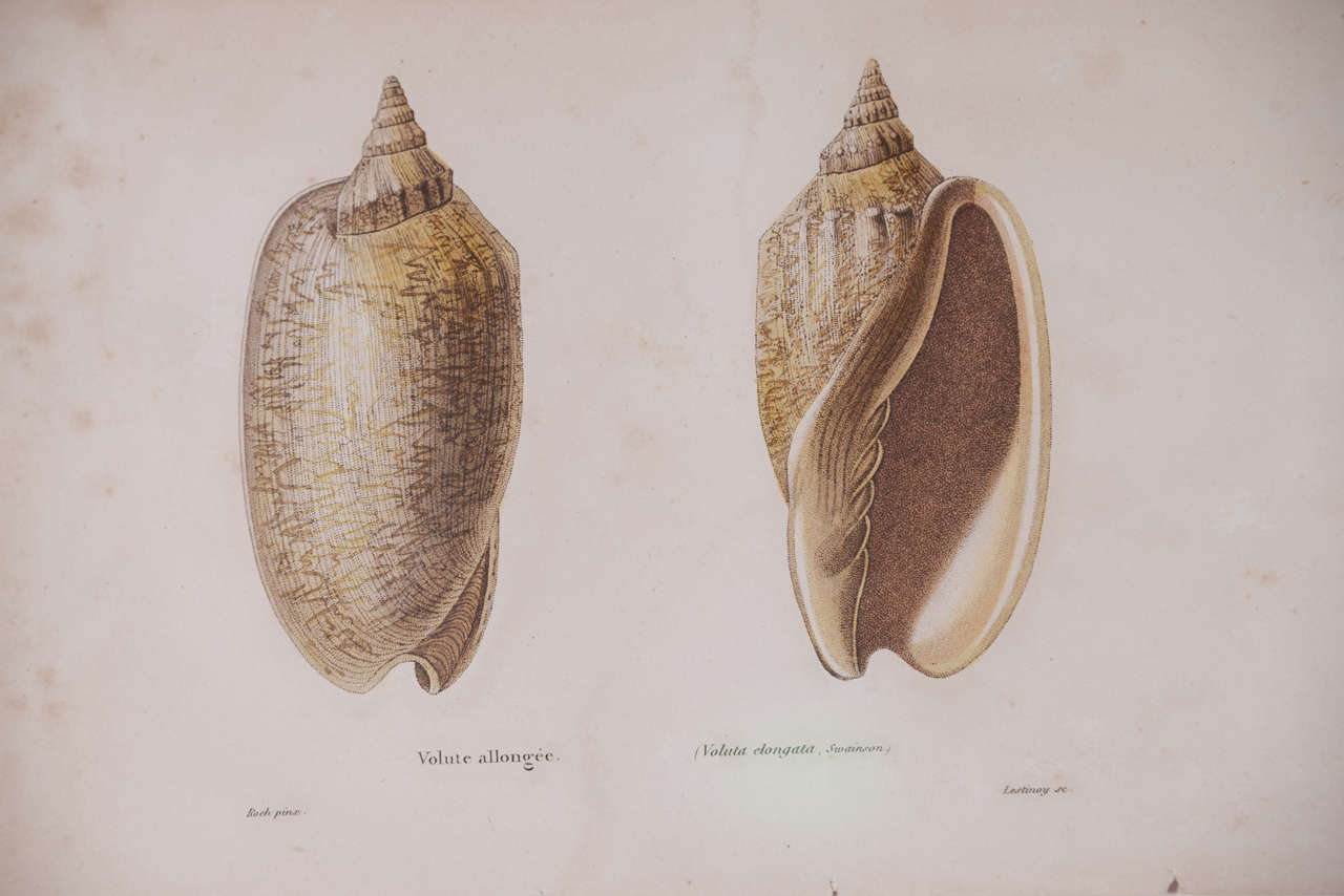 18th Century Hand Colored Shell Engravings 3