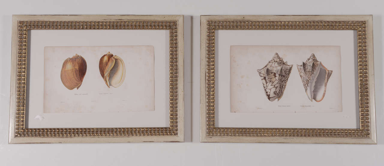 18th c. Hand Colored Shell Prints framed with Museum Glass. Some foxing due to age.