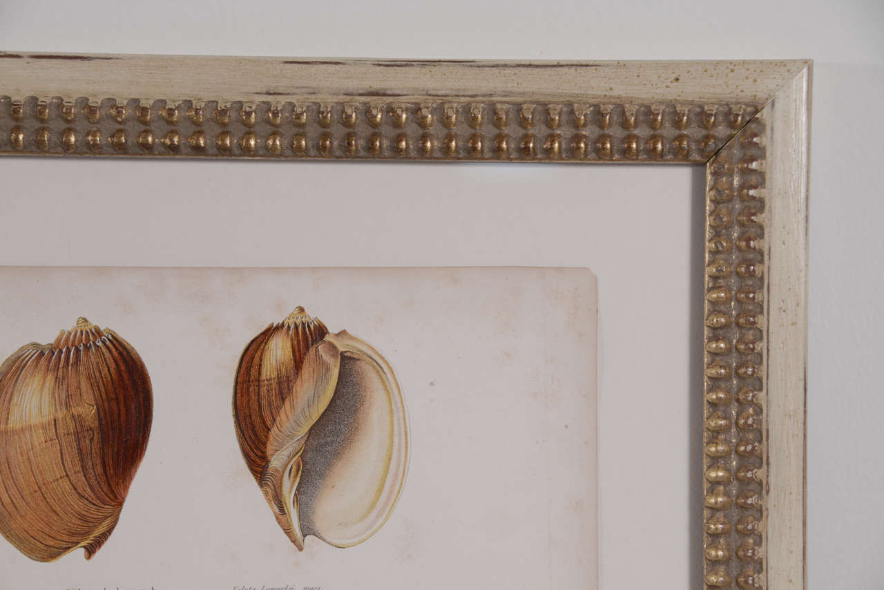 18th Century and Earlier 18th Century Hand Colored Shell  Engravings