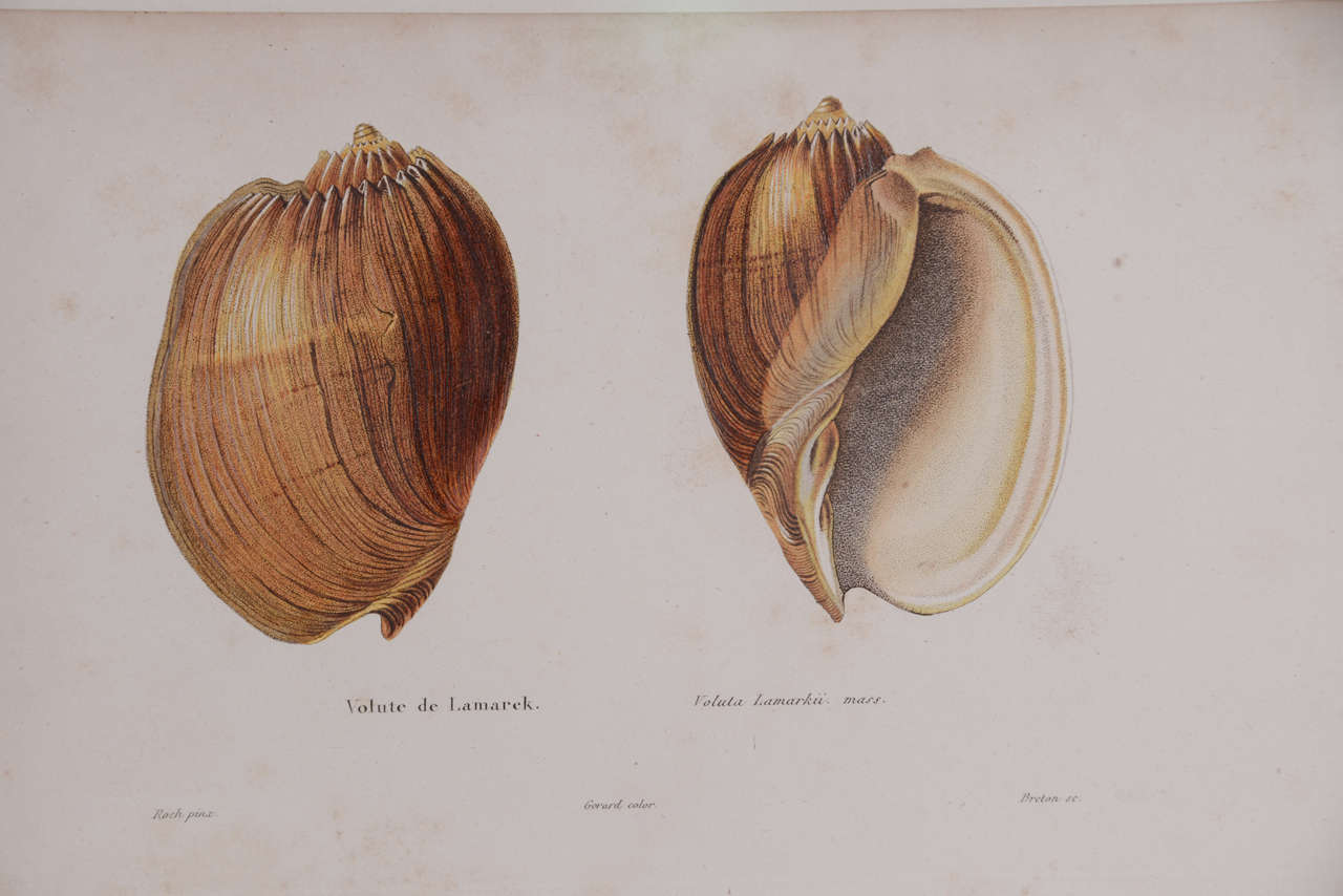 Paper 18th Century Hand Colored Shell  Engravings