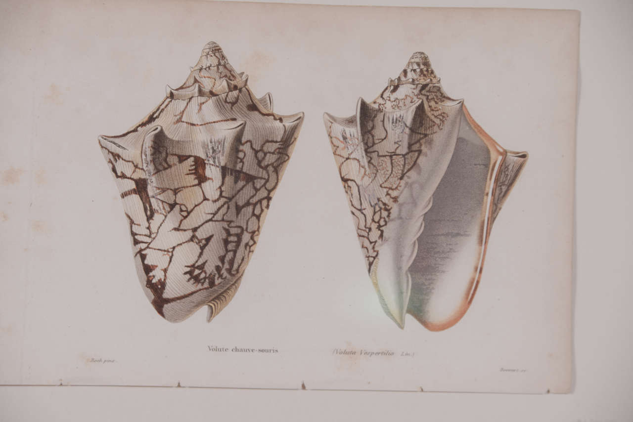 18th Century Hand Colored Shell  Engravings 2