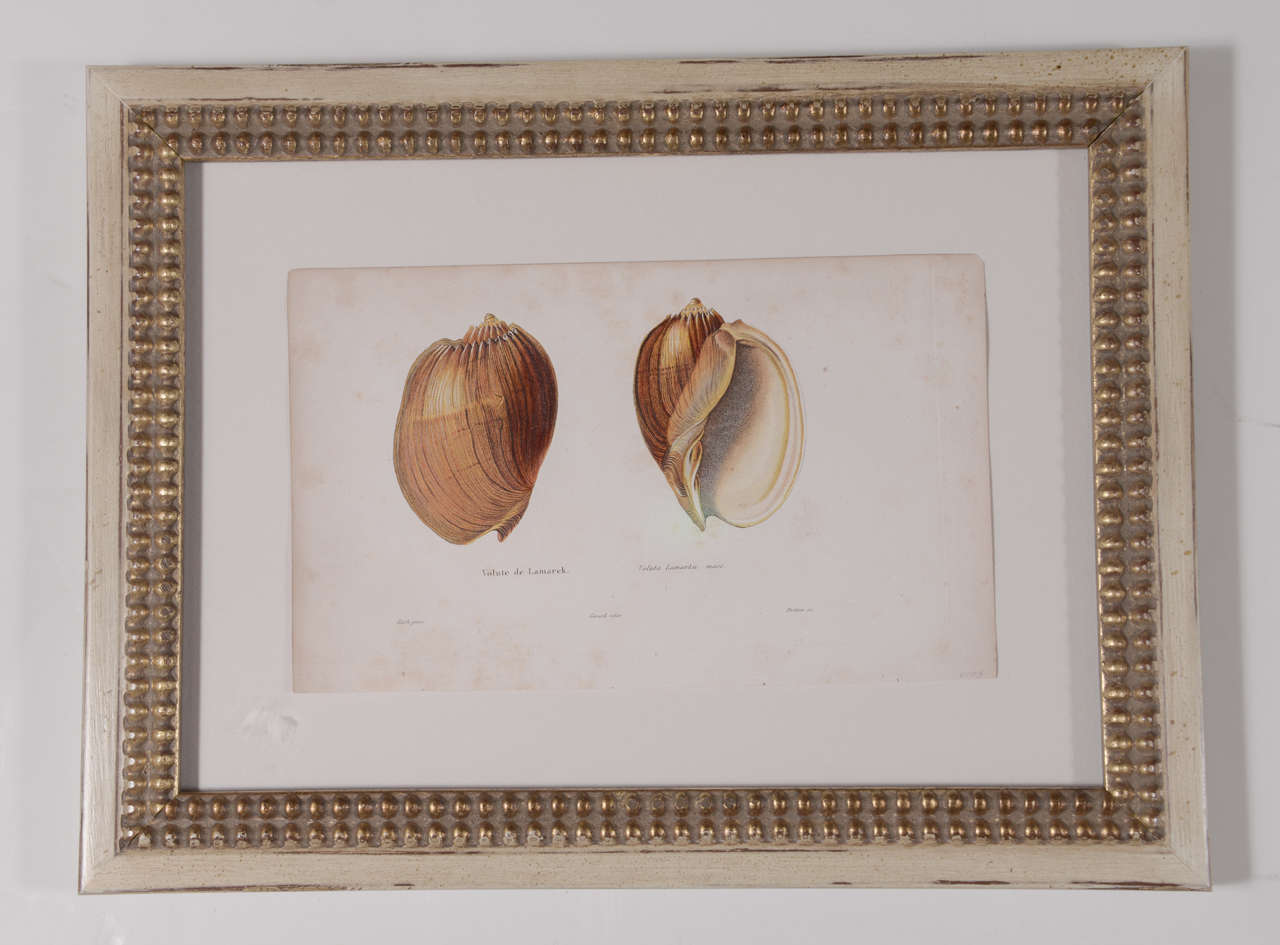 18th Century Hand Colored Shell  Engravings 3