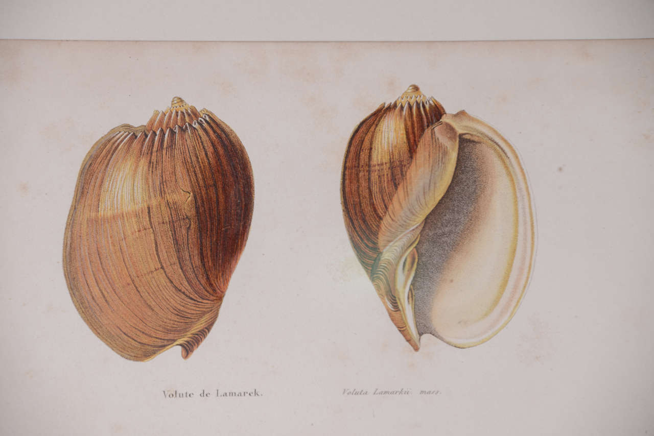18th Century Hand Colored Shell  Engravings 4