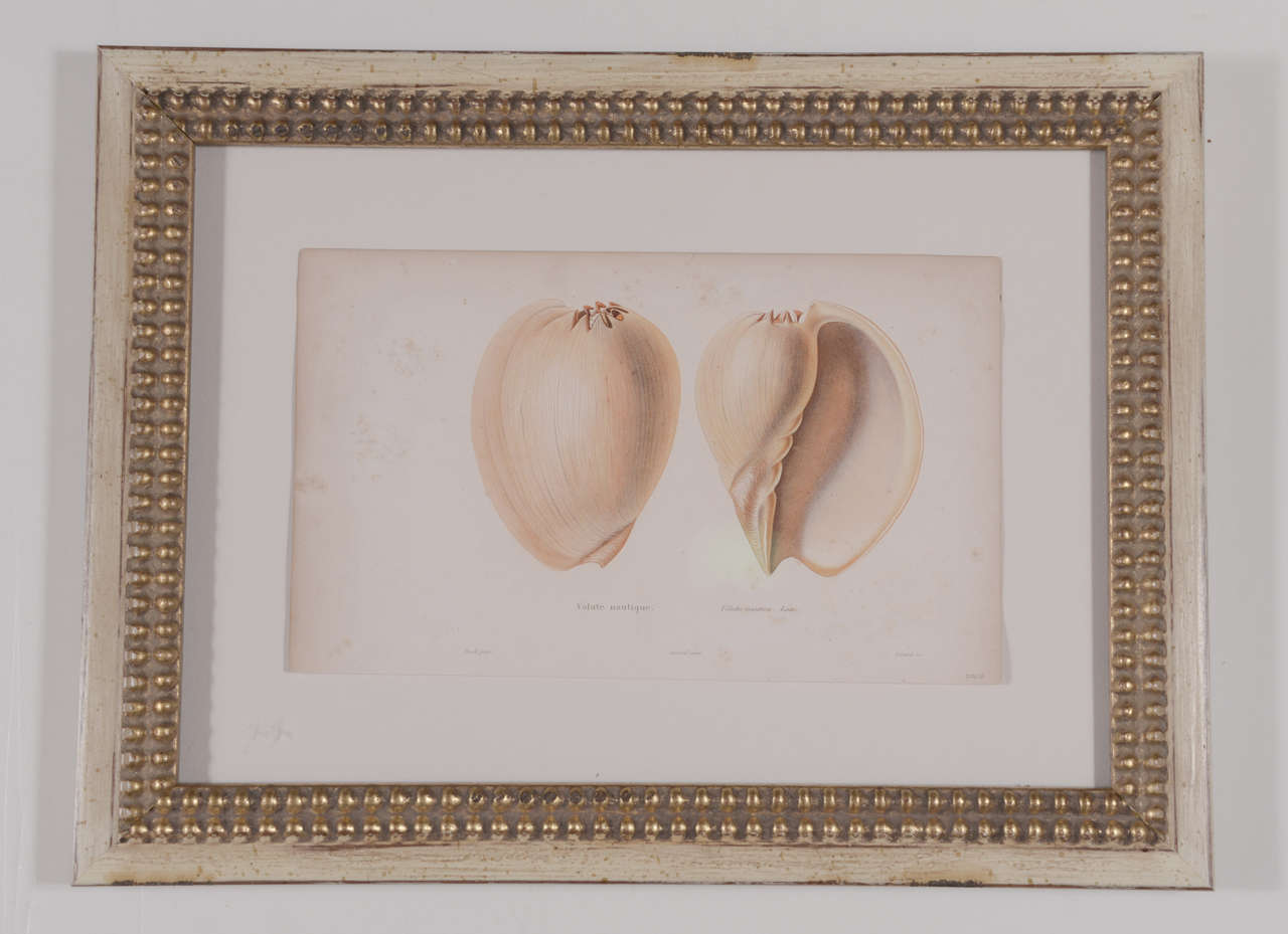 18th Century Hand Colored Shell  Engravings In Good Condition In Houston, TX