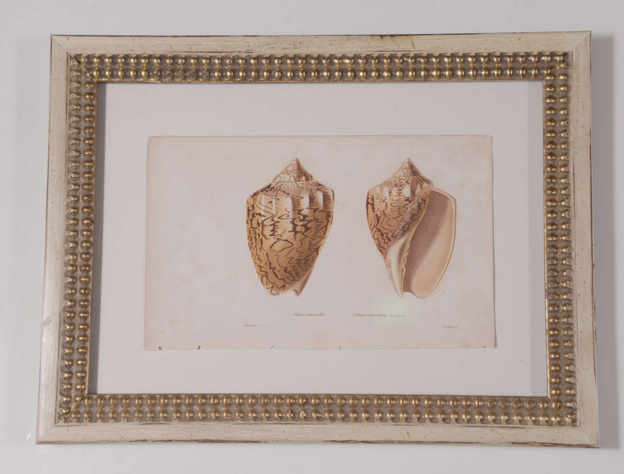 18th Century Hand Colored Shell  Engravings 1
