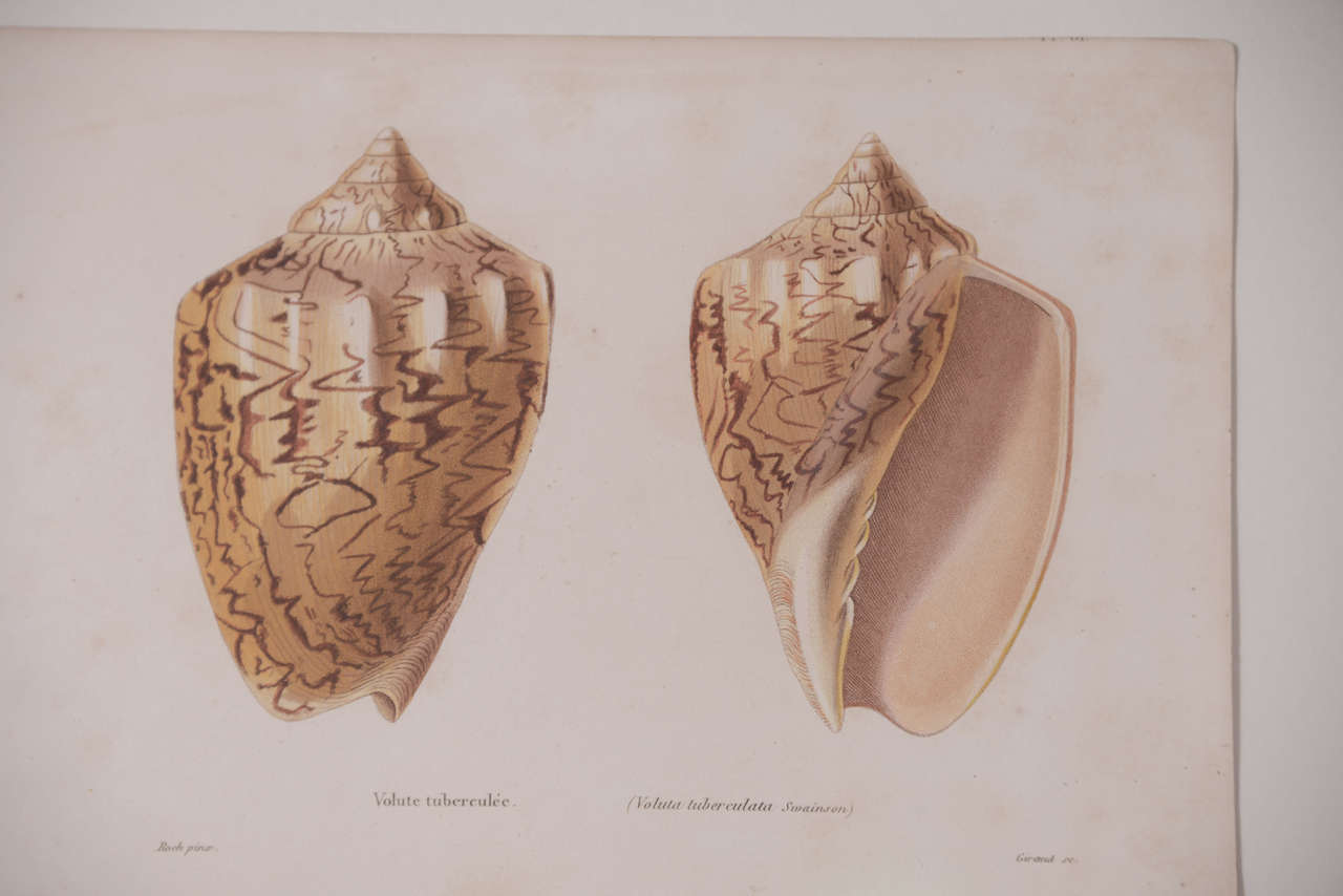 18th Century Hand Colored Shell  Engravings 2