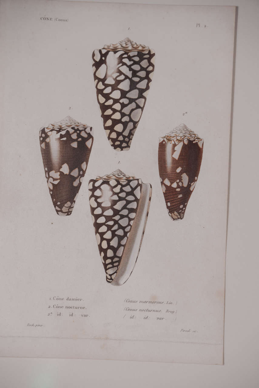 19th Century Copper Plate Shell Engravings 2