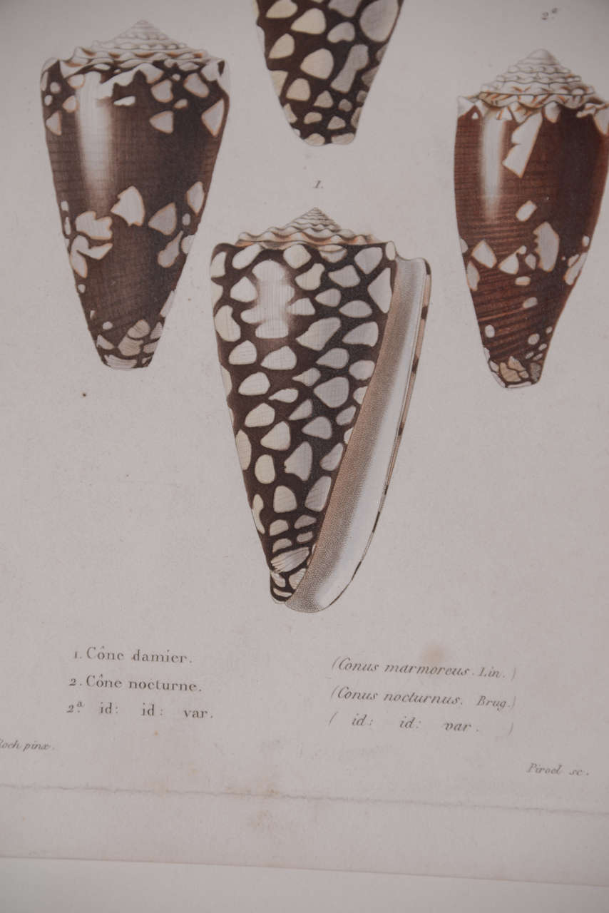 19th Century Copper Plate Shell Engravings 3