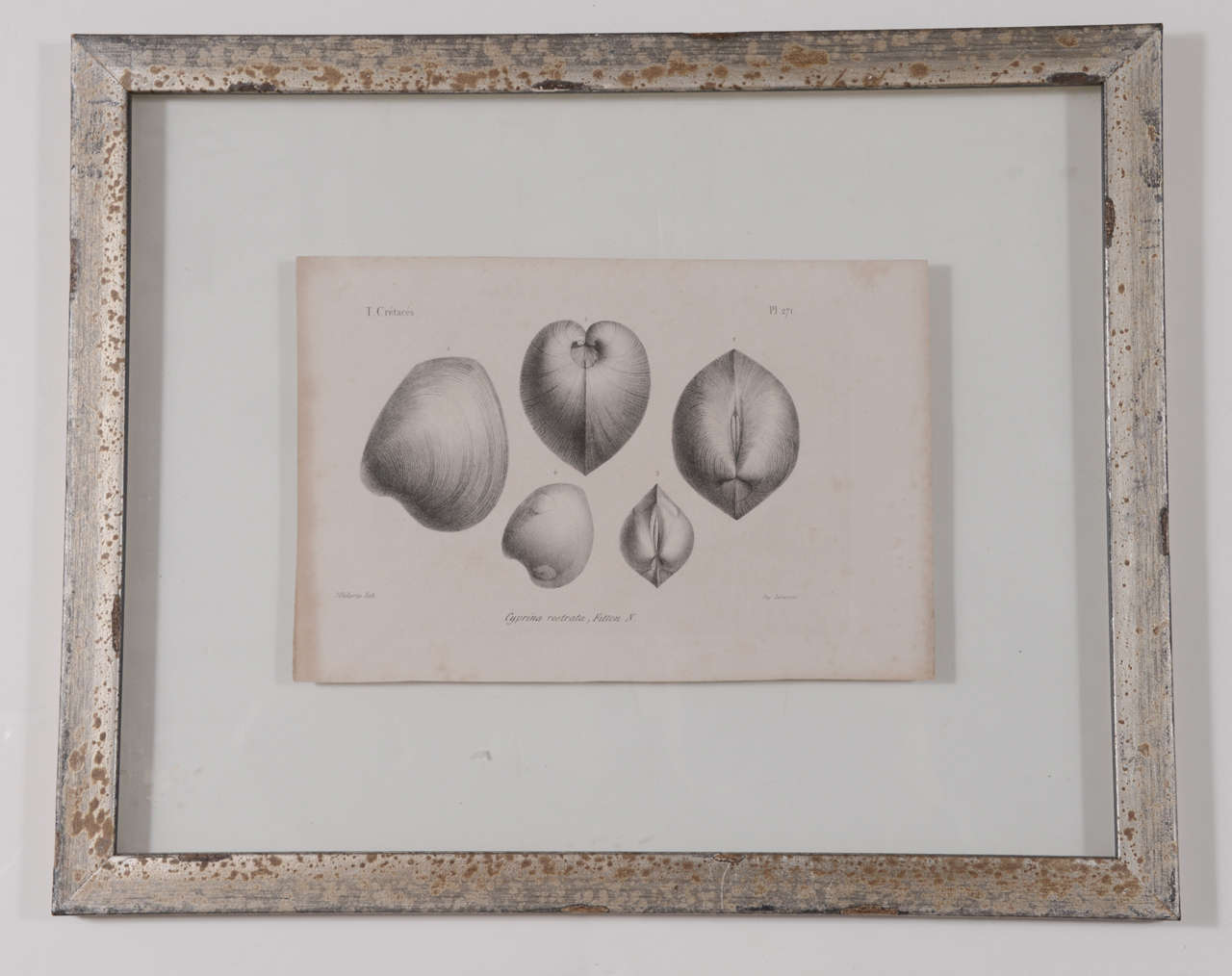 French Set of 3 19th Century Black and White Seashell Engravings For Sale