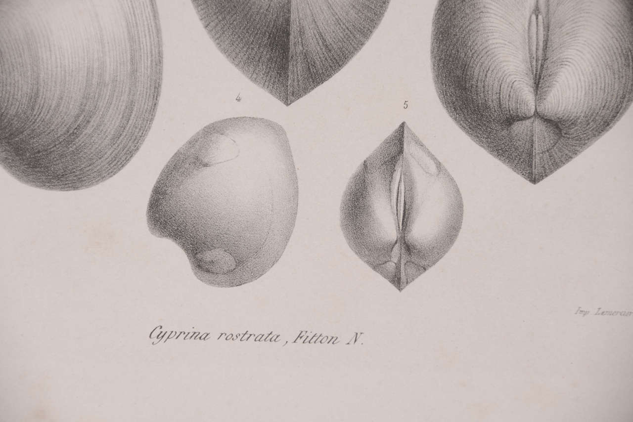 Set von 3 schwarzen und weißen Muschelgravuren aus dem 19. Jahrhundert (18. Jahrhundert und früher) im Angebot
