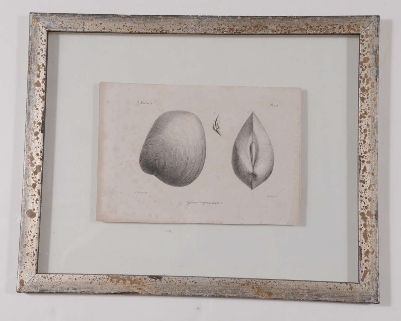 Paper Set of 3 19th Century Black and White Seashell Engravings For Sale