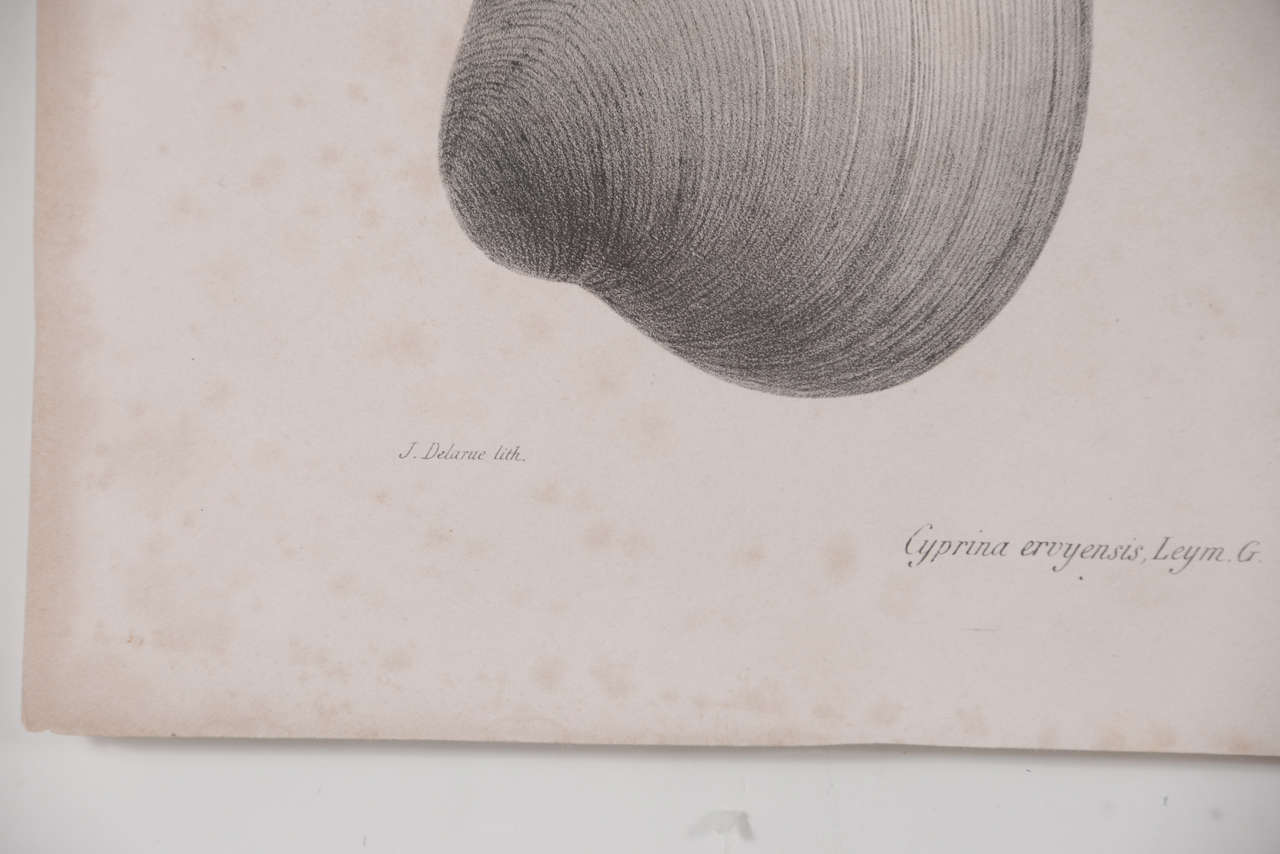 Set of 3 19th Century Black and White Seashell Engravings For Sale 2