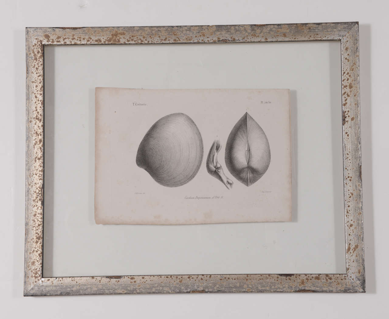 Set of 3 19th Century Black and White Seashell Engravings For Sale 3