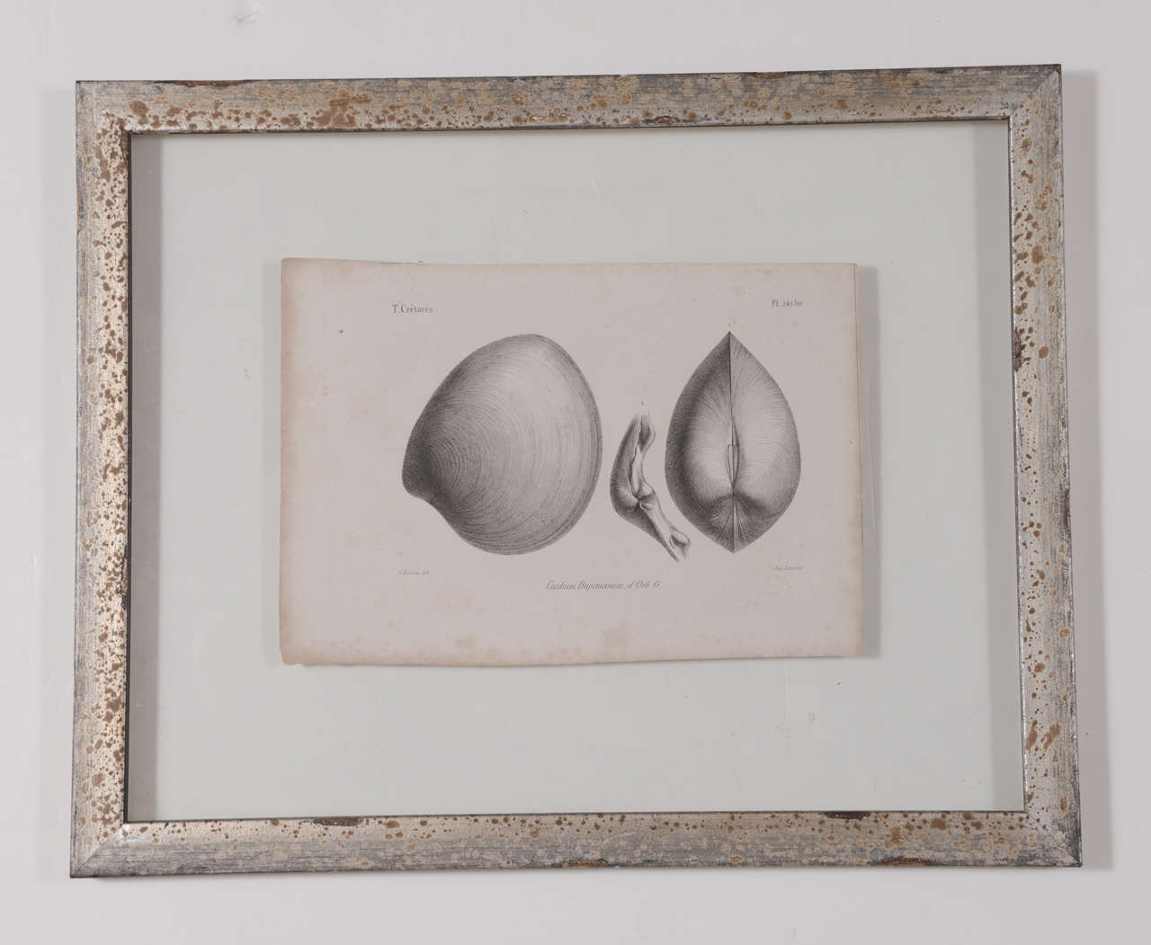 Set von 3 schwarzen und weißen Muschelgravuren aus dem 19. Jahrhundert im Angebot 3