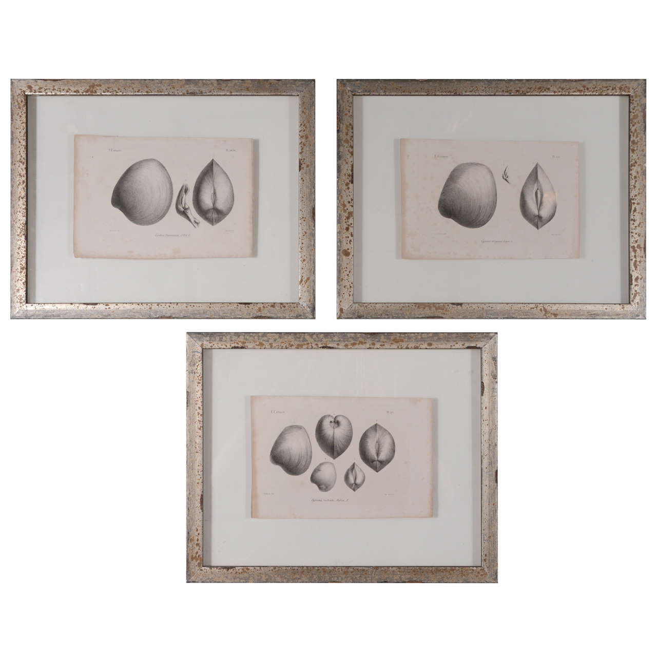 Set von 3 schwarzen und weißen Muschelgravuren aus dem 19. Jahrhundert