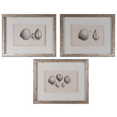 Set of 3 19th Century Black and White Seashell Engravings 5