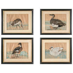 Set of Four Watercolor and Feather Framed Bird Pictures