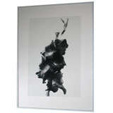 Calla Lily Detail by Susan Johan