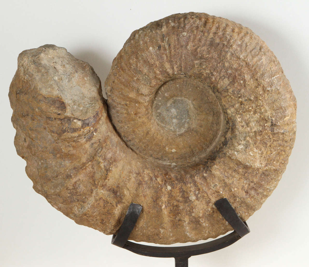 ammonite display stand