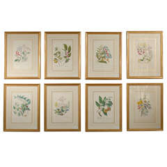 Set of 8 antique Twining Botanical Prints c1855