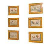 Antique 6  English Lithographs of Roosters in Birdseye Maple Frames