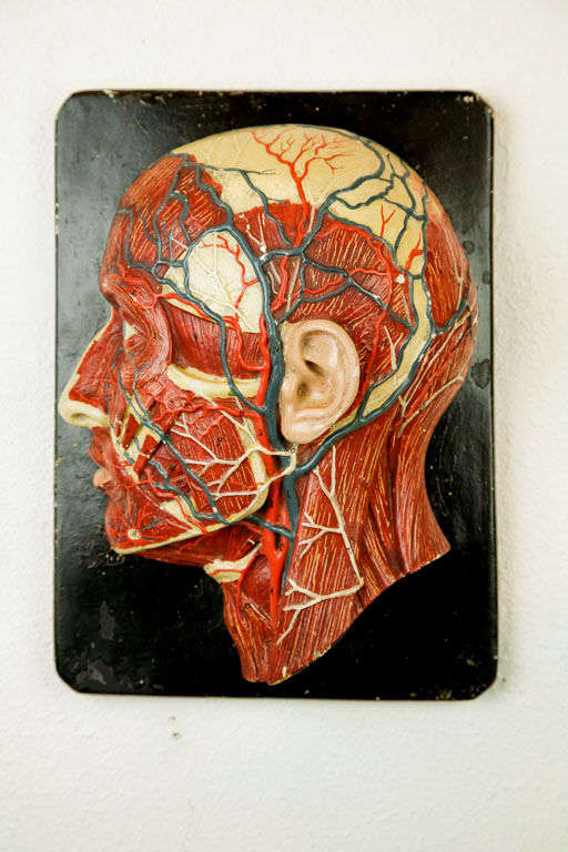 Pair of early 3D Human Head Biology Models