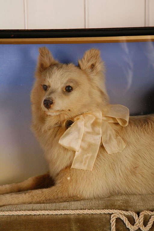 A Taxidermy Model Of A Terrier 3
