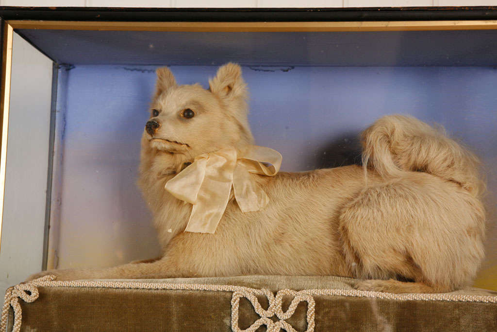 A Taxidermy Model Of A Terrier In Good Condition In London, GB