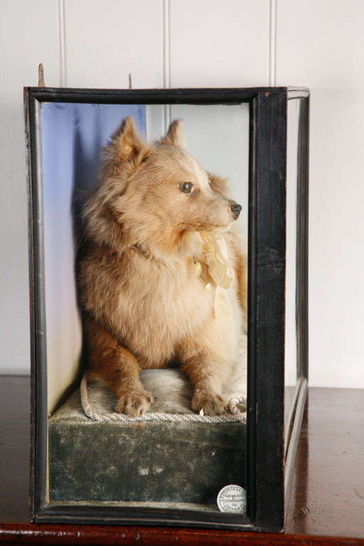19th Century A Taxidermy Model Of A Terrier
