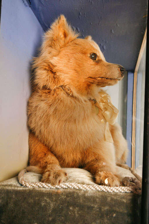 A Taxidermy Model Of A Terrier 2