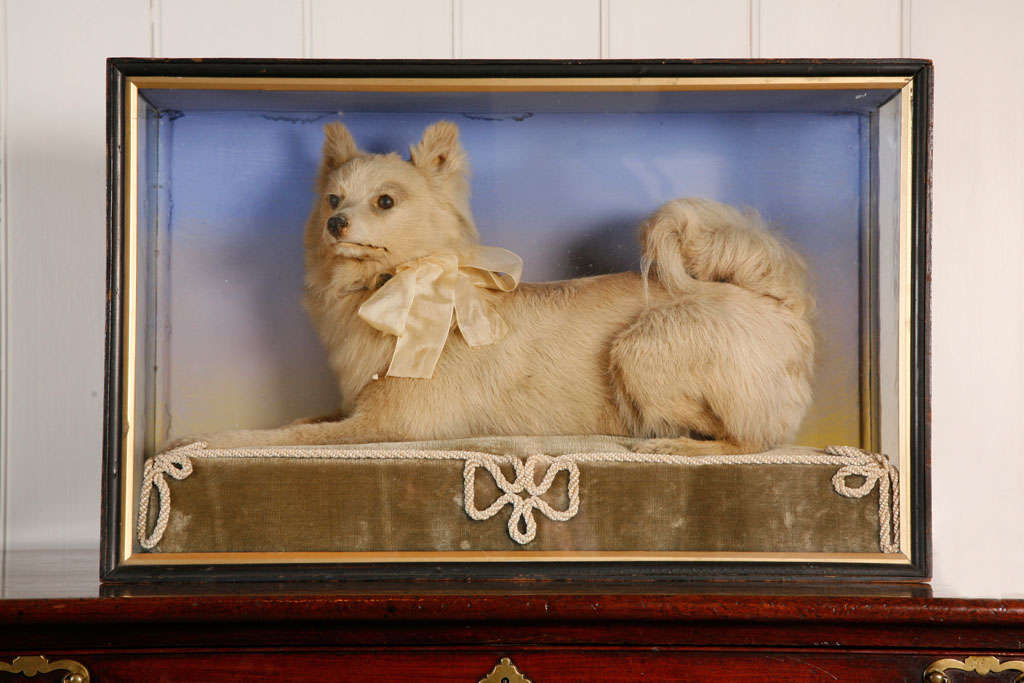 A Taxidermy Model Of A Terrier