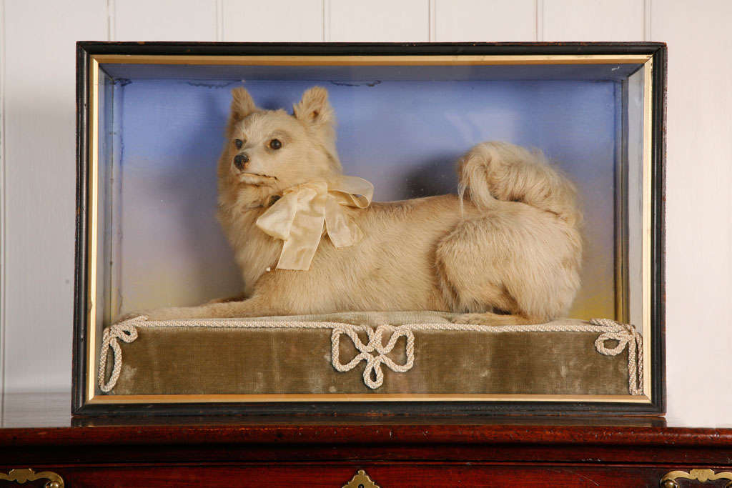 A 19th Century Taxidermy model of a terrier by E.F Spicer.FZ.S and Sons, Naturalists and Emtomologists, 58 Suffolk Street Birmingham.
