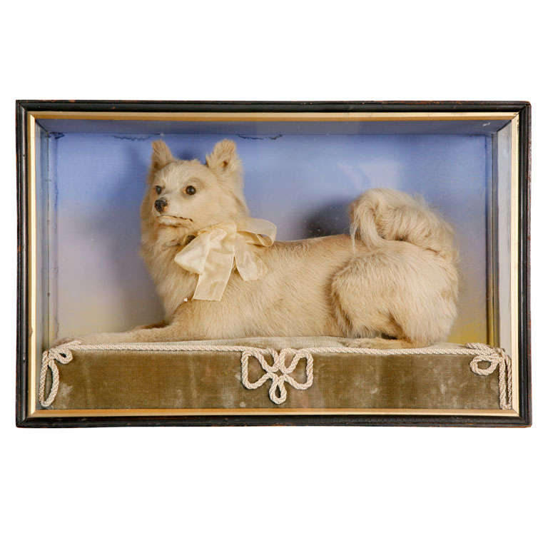 A Taxidermy Model Of A Terrier