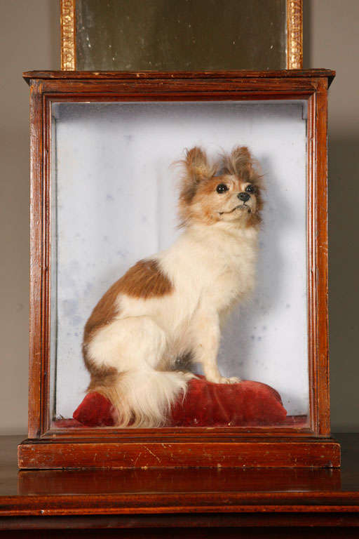 A 19th Century Taxidermy model of a Chihuahua 1