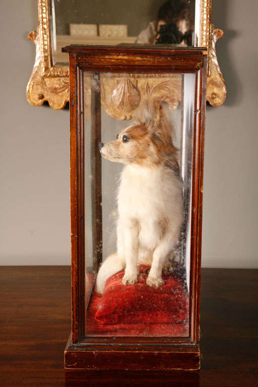 Unknown A 19th Century Taxidermy model of a Chihuahua