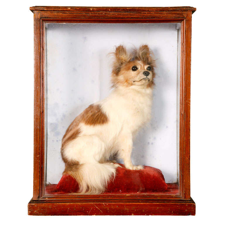 A 19th Century Taxidermy model of a Chihuahua