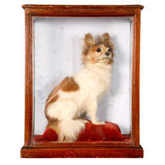 Antique A 19th Century Taxidermy model of a Chihuahua