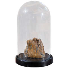 Antique Mammoth Tooth Fossil In Glass Cloche