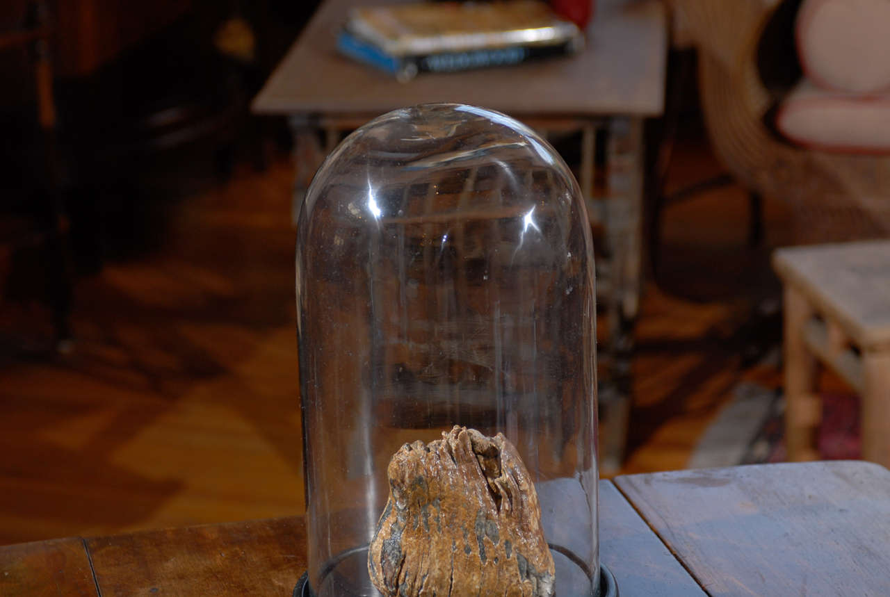 Prehistoric Mammoth Tooth Fossil In Glass Cloche