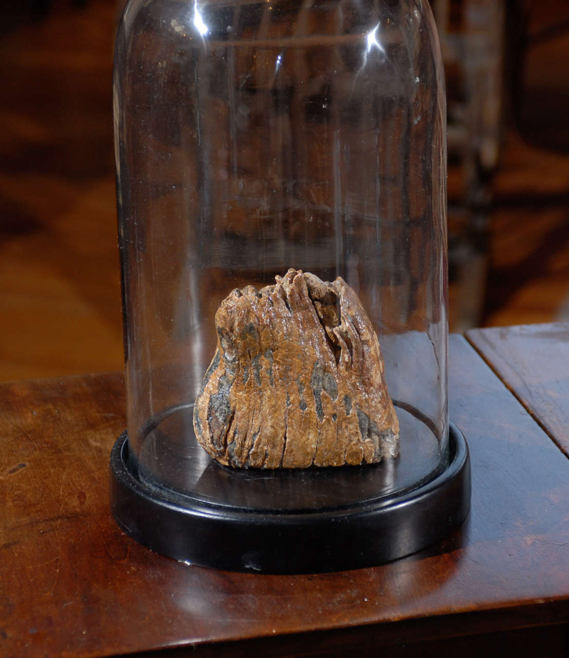 American Mammoth Tooth Fossil In Glass Cloche